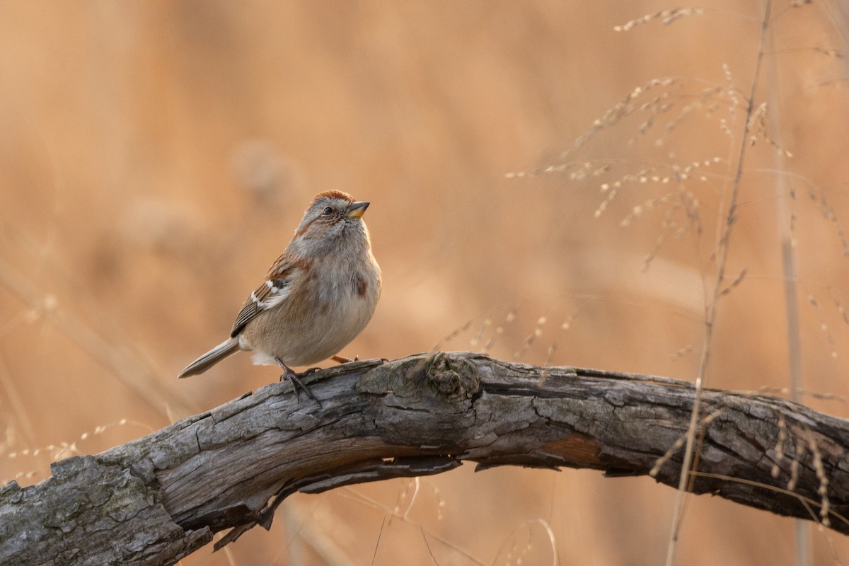 American Tree Sparrow - Mitchell Pruitt