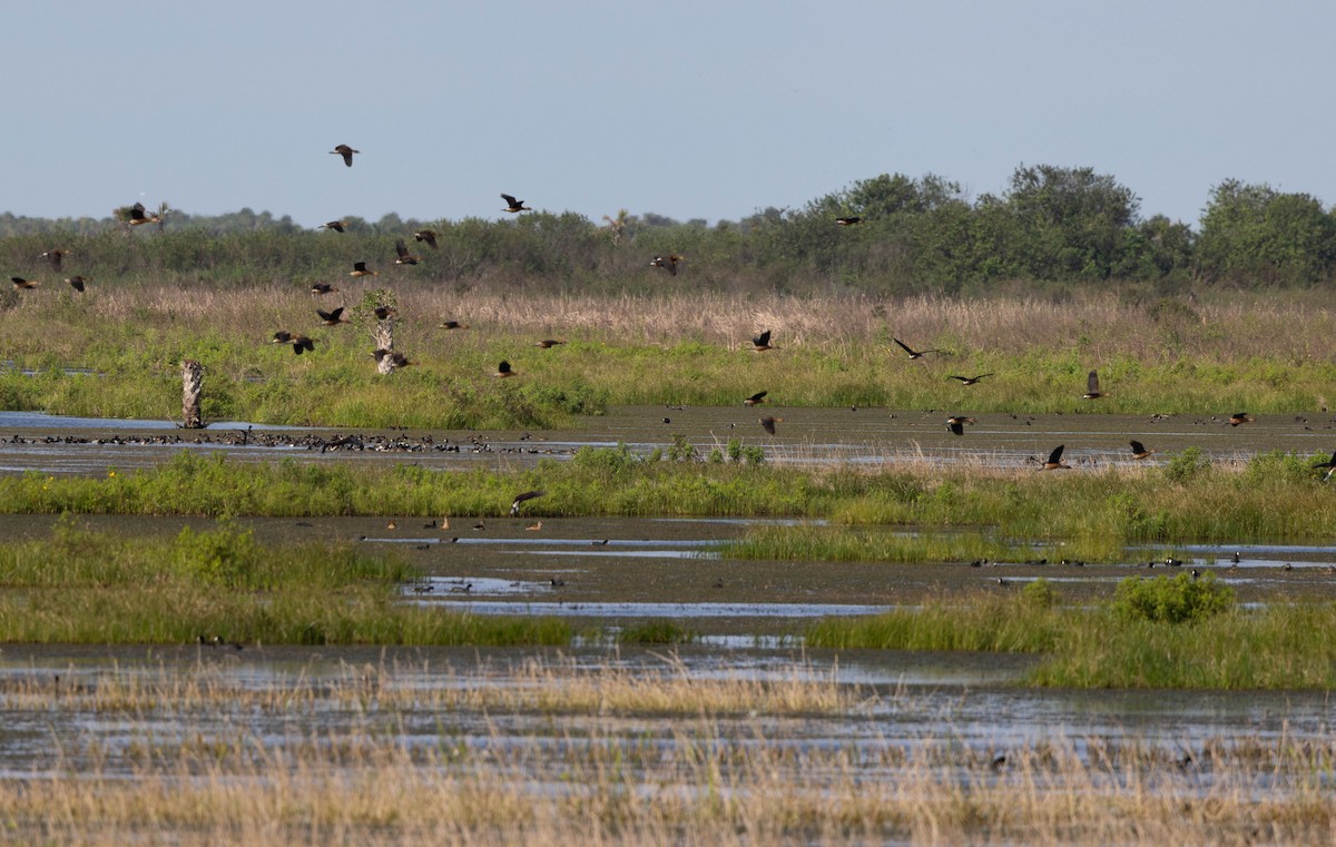 Fulvous Whistling-Duck - Joseph Pescatore