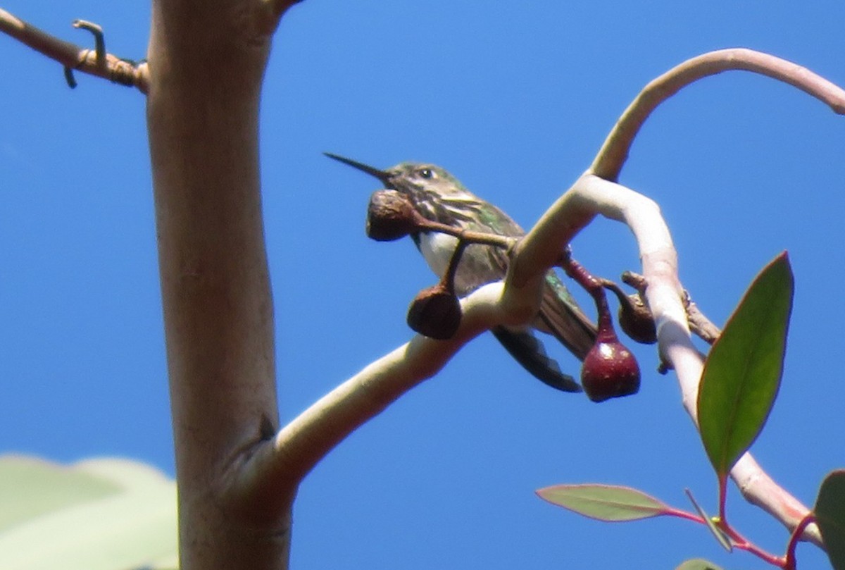 Calliope Hummingbird - ML513659321