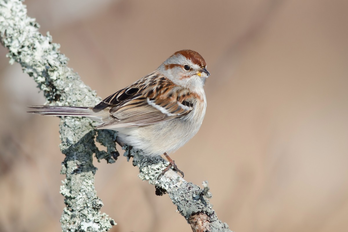 American Tree Sparrow - ML51366031