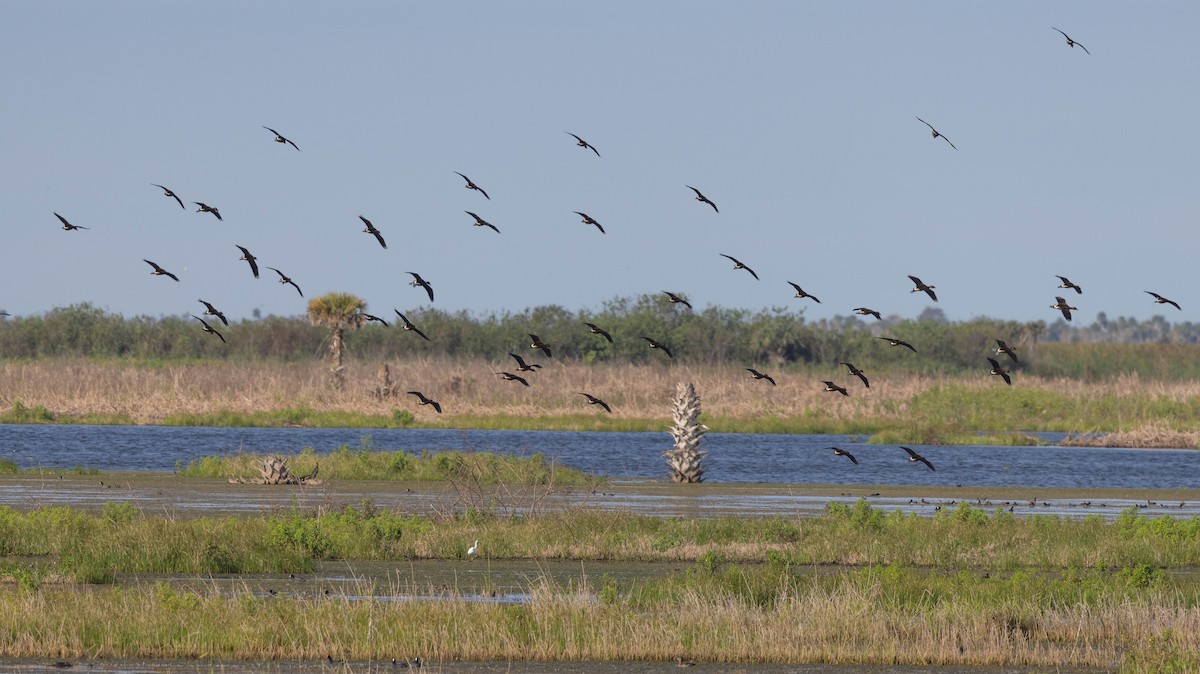 Fulvous Whistling-Duck - Joseph Pescatore