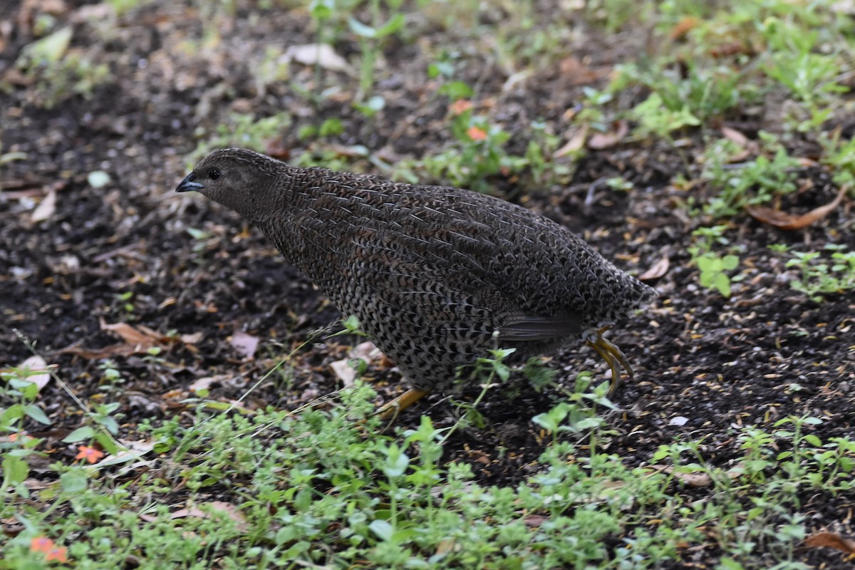 Brown Quail - ML513660491