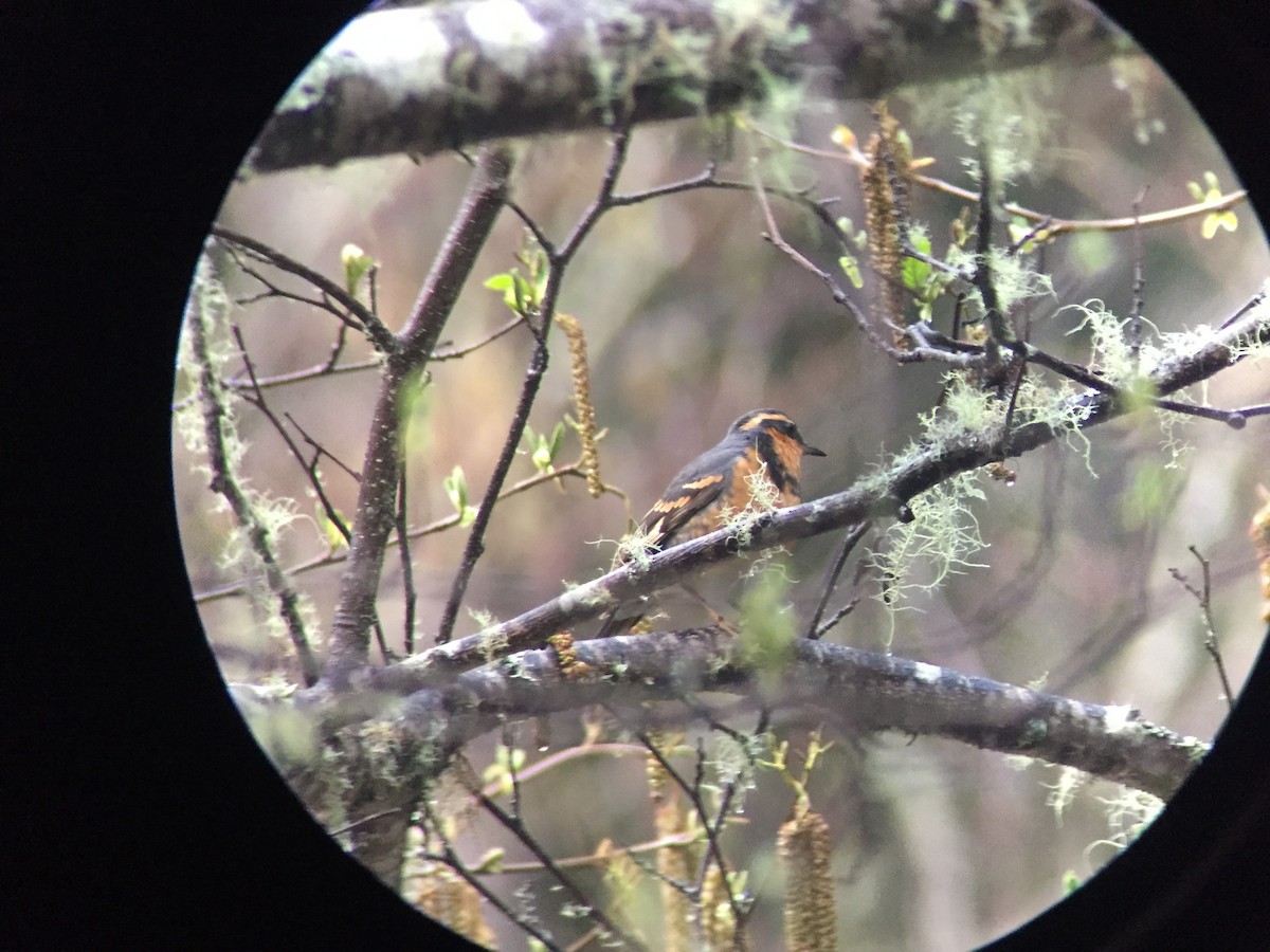 Varied Thrush - eric mikolai