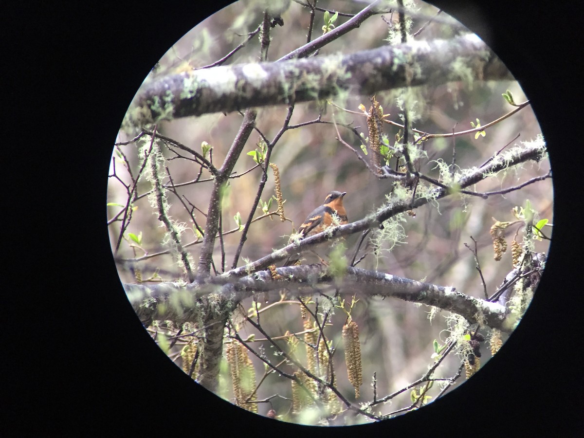 Varied Thrush - ML51366091