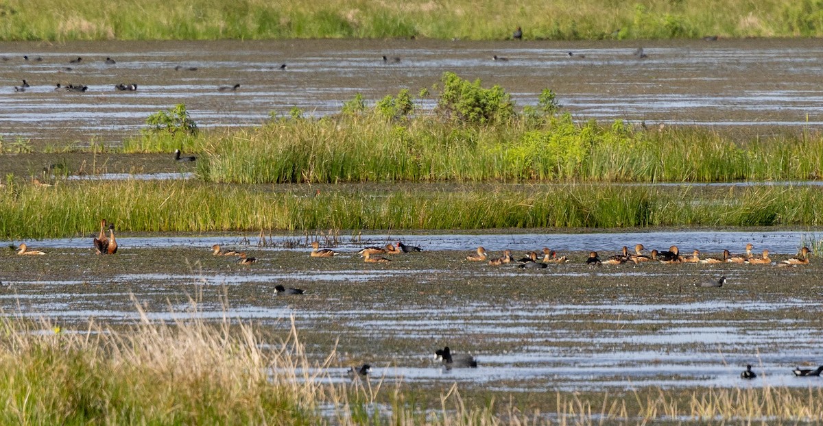 Fulvous Whistling-Duck - ML513661651