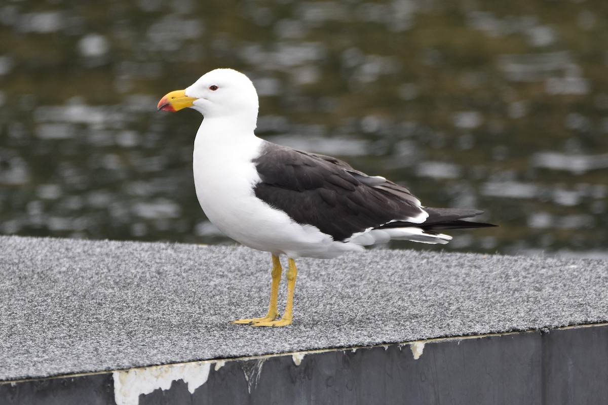 Pacific Gull - ML513661841