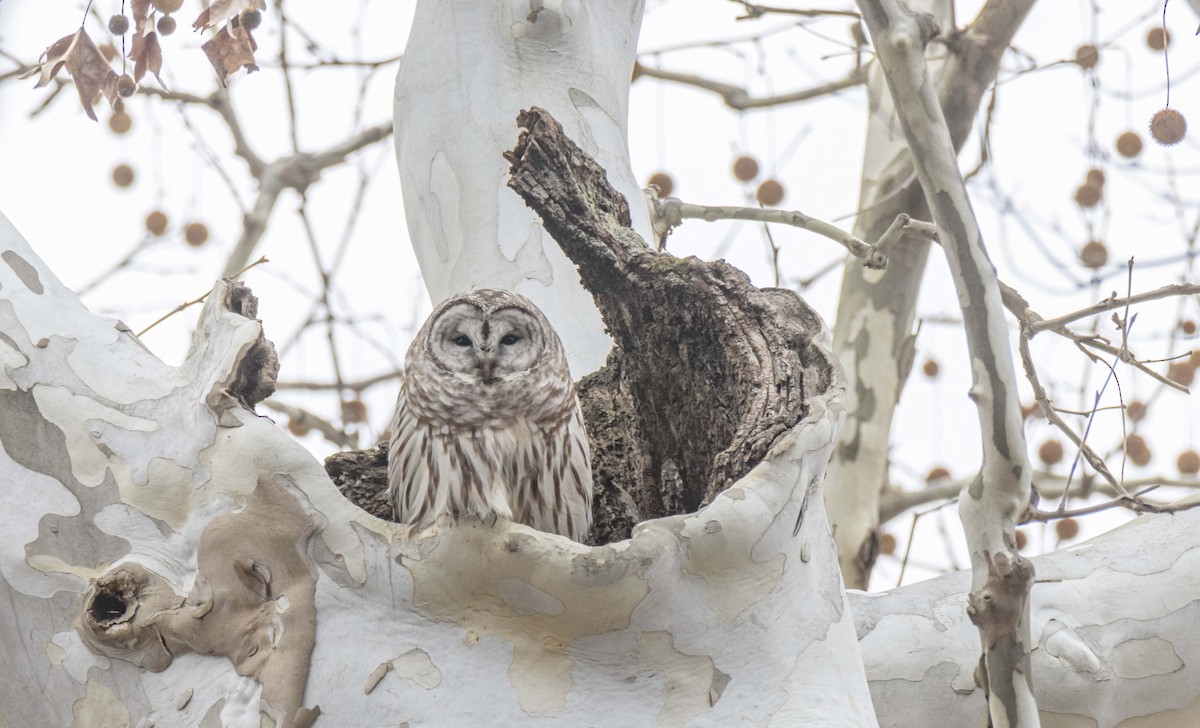 Сова неоарктична - ML513661881