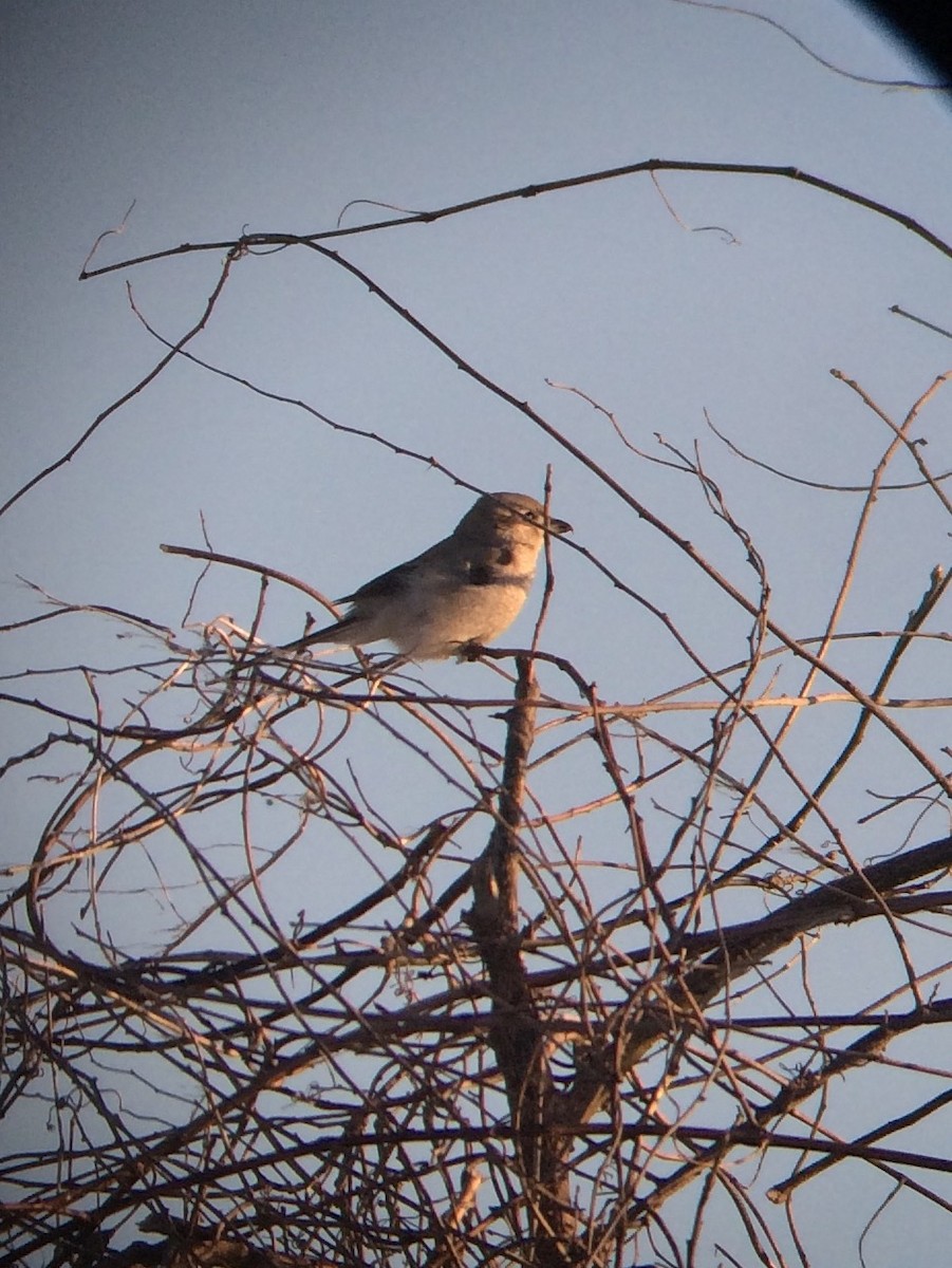 Northern Shrike - Michael Hartshorne