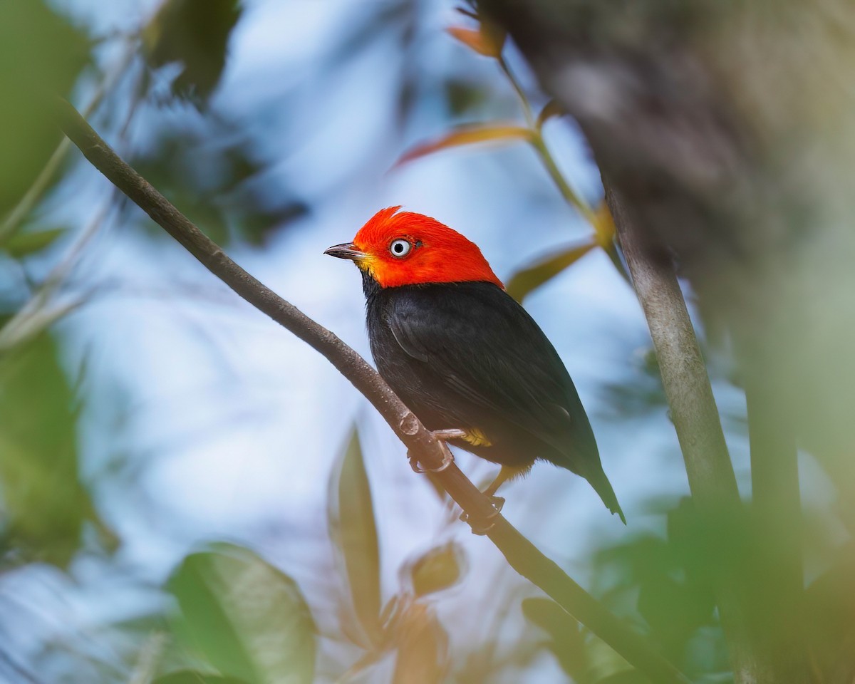 Kırmızı Takkeli Manakin - ML513663061