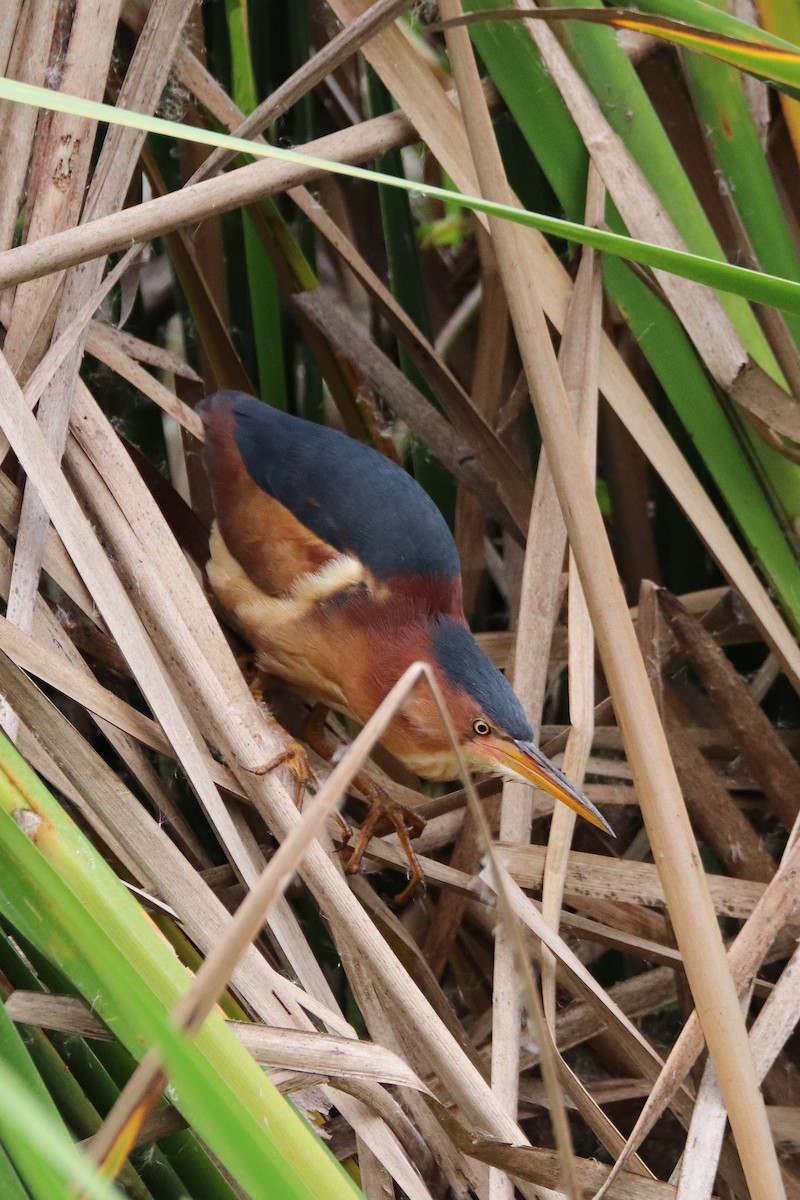 Least Bittern - ML513663251