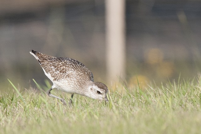 Black-bellied Plover - ML513664021