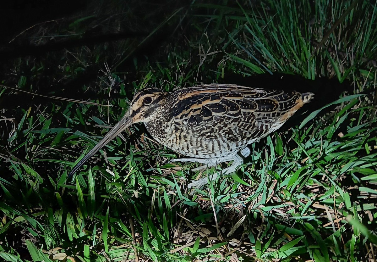 Giant Snipe - ML513664061