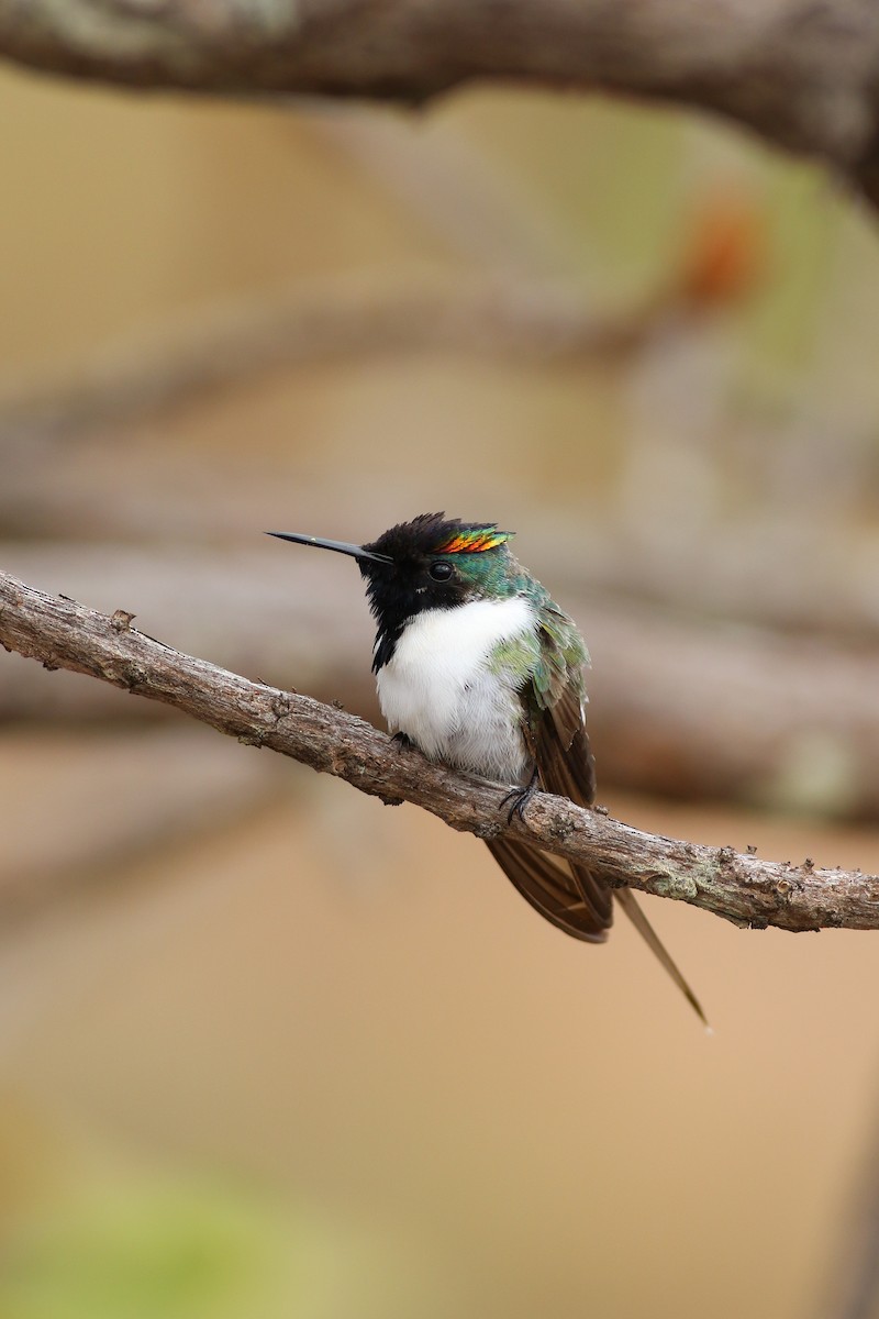 Goldhauben-Schmuckkolibri - ML513664501