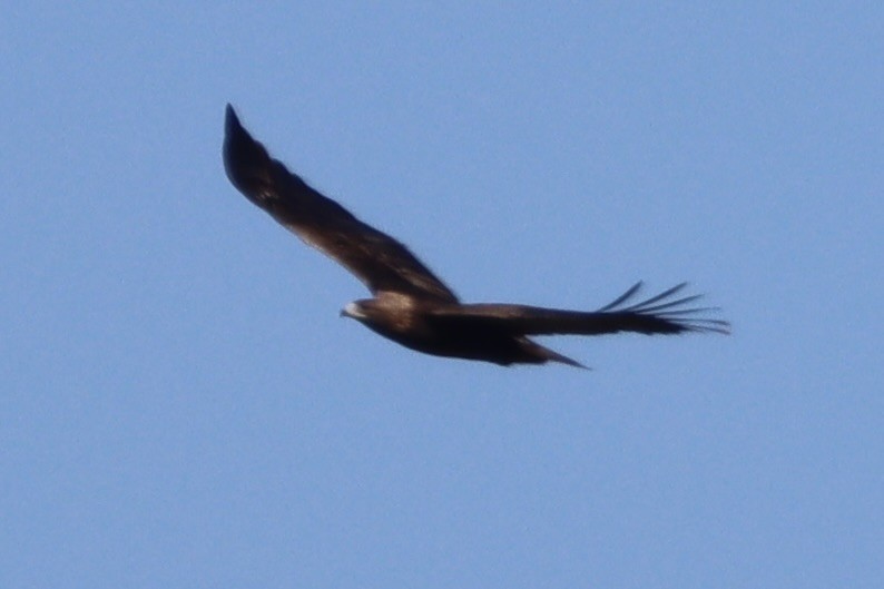 Golden Eagle - ML513664921