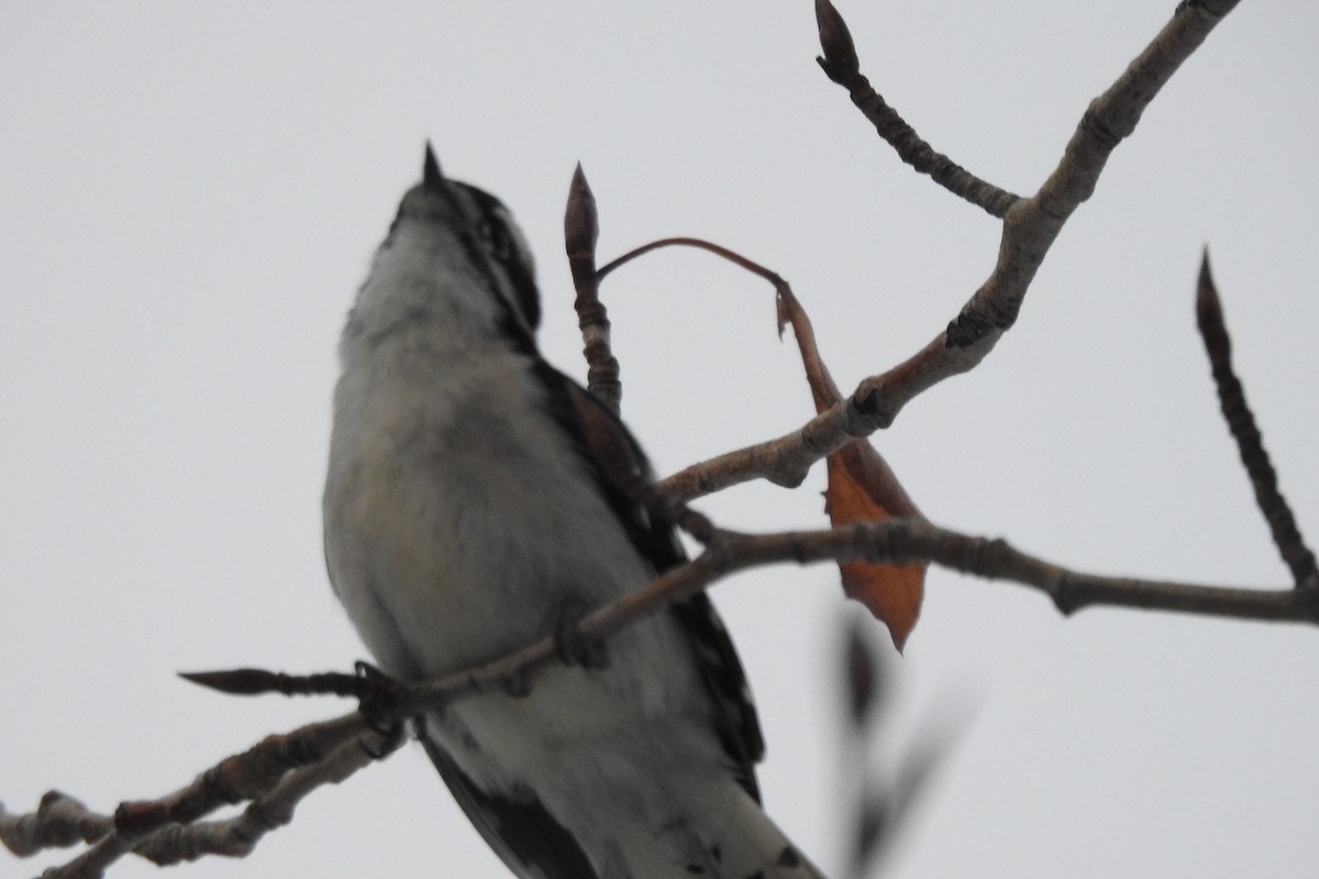 Downy Woodpecker - ML513666031