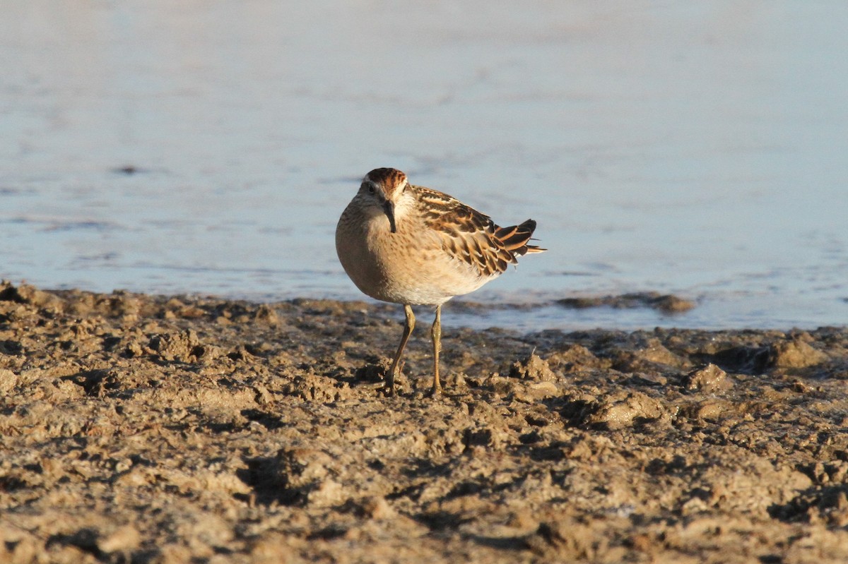 Sharp-tailed Sandpiper - ML513666501