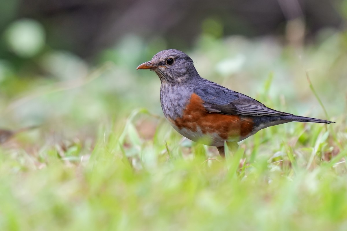 Gray-backed Thrush - ML513666791