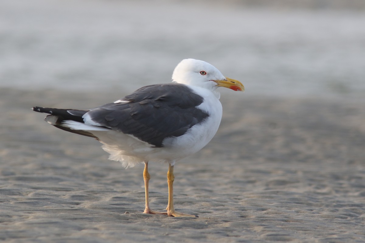 Lesser Black-backed Gull - Jesse Amesbury