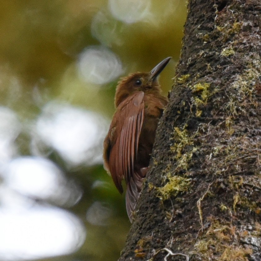 Tyrannine Woodcreeper - ML513667221