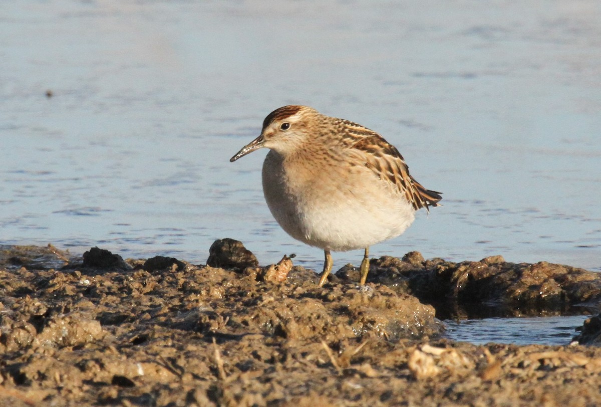 Sharp-tailed Sandpiper - ML513667351