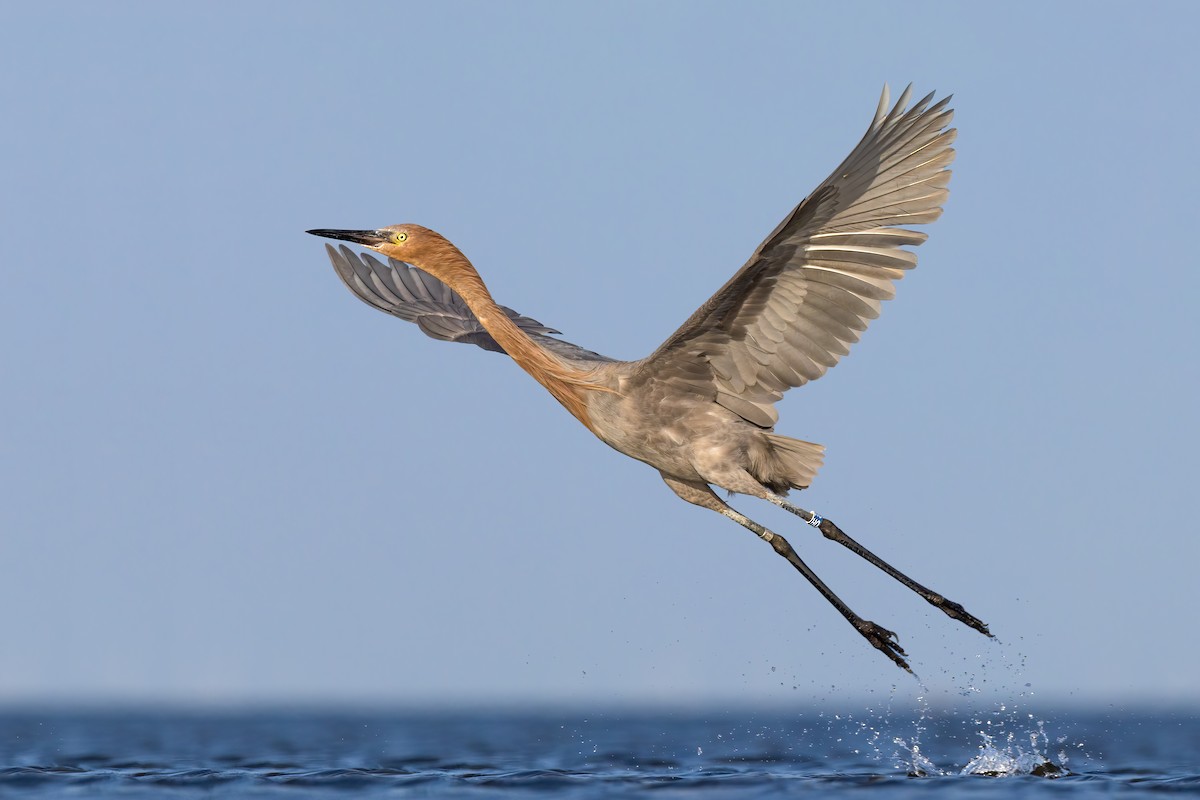 Reddish Egret - ML513668431