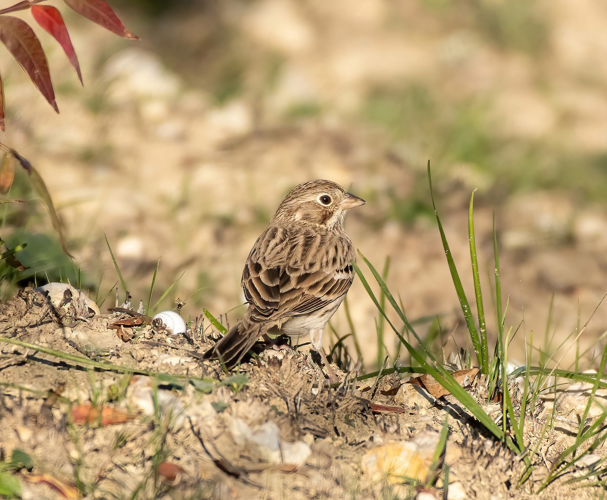Vesper Sparrow - ML513670881