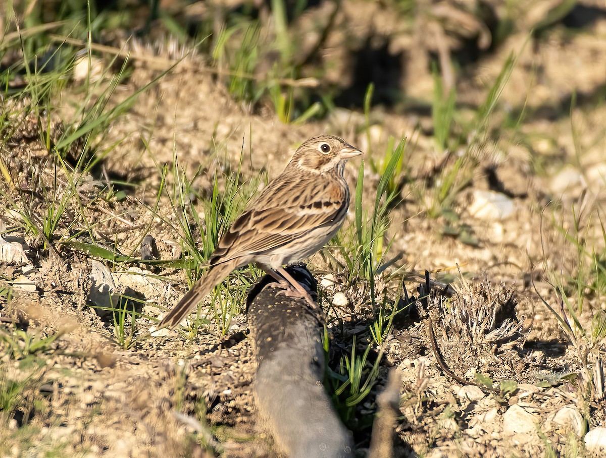 Vesper Sparrow - ML513670891