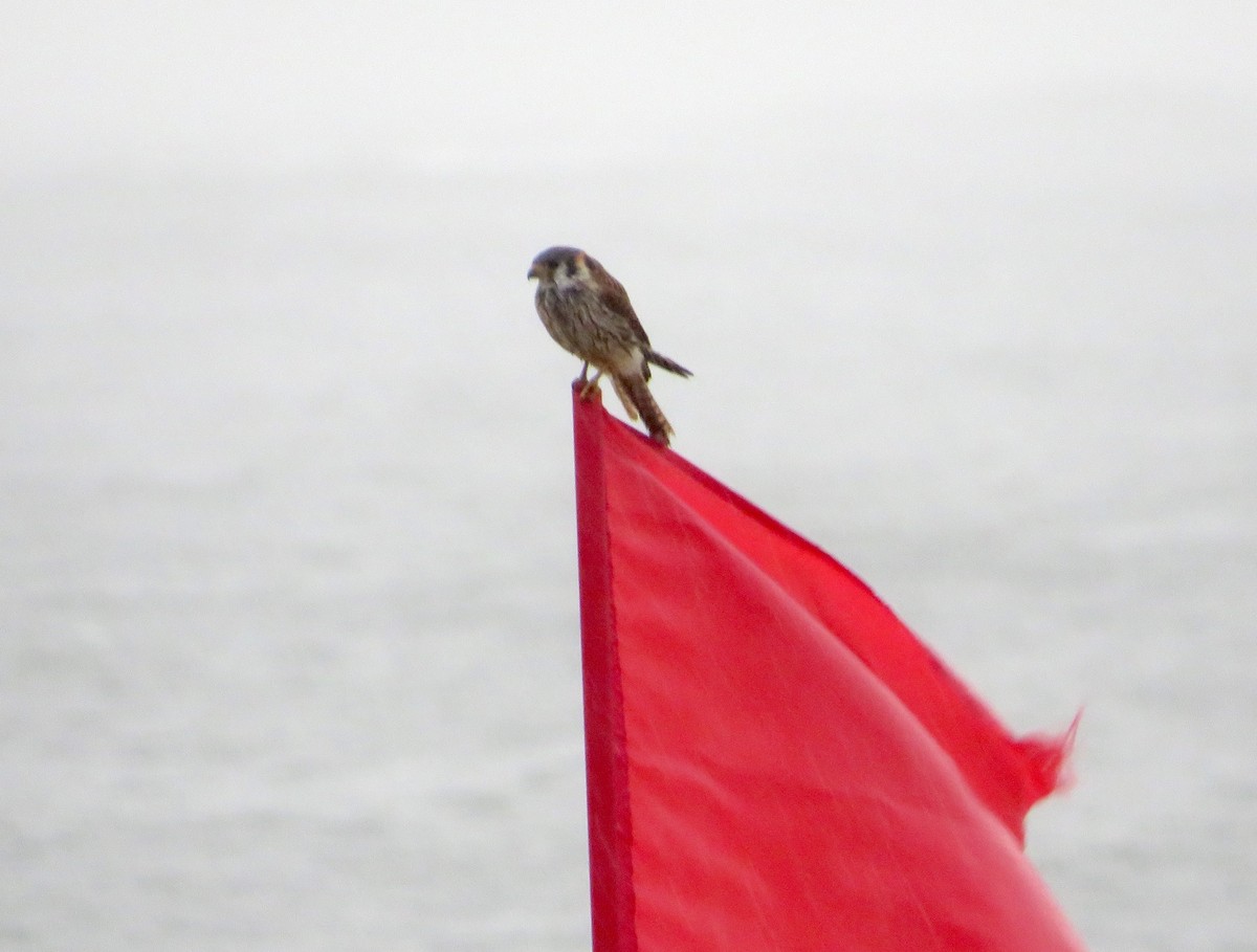American Kestrel - ML513671421