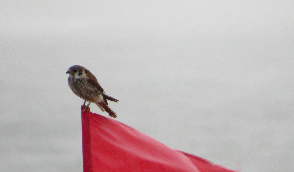 American Kestrel - ML513671431