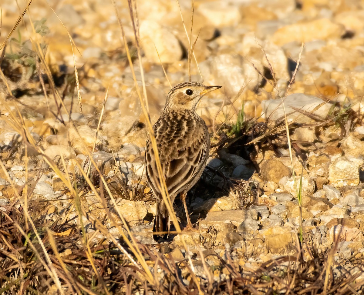 Sprague's Pipit - ML513671741