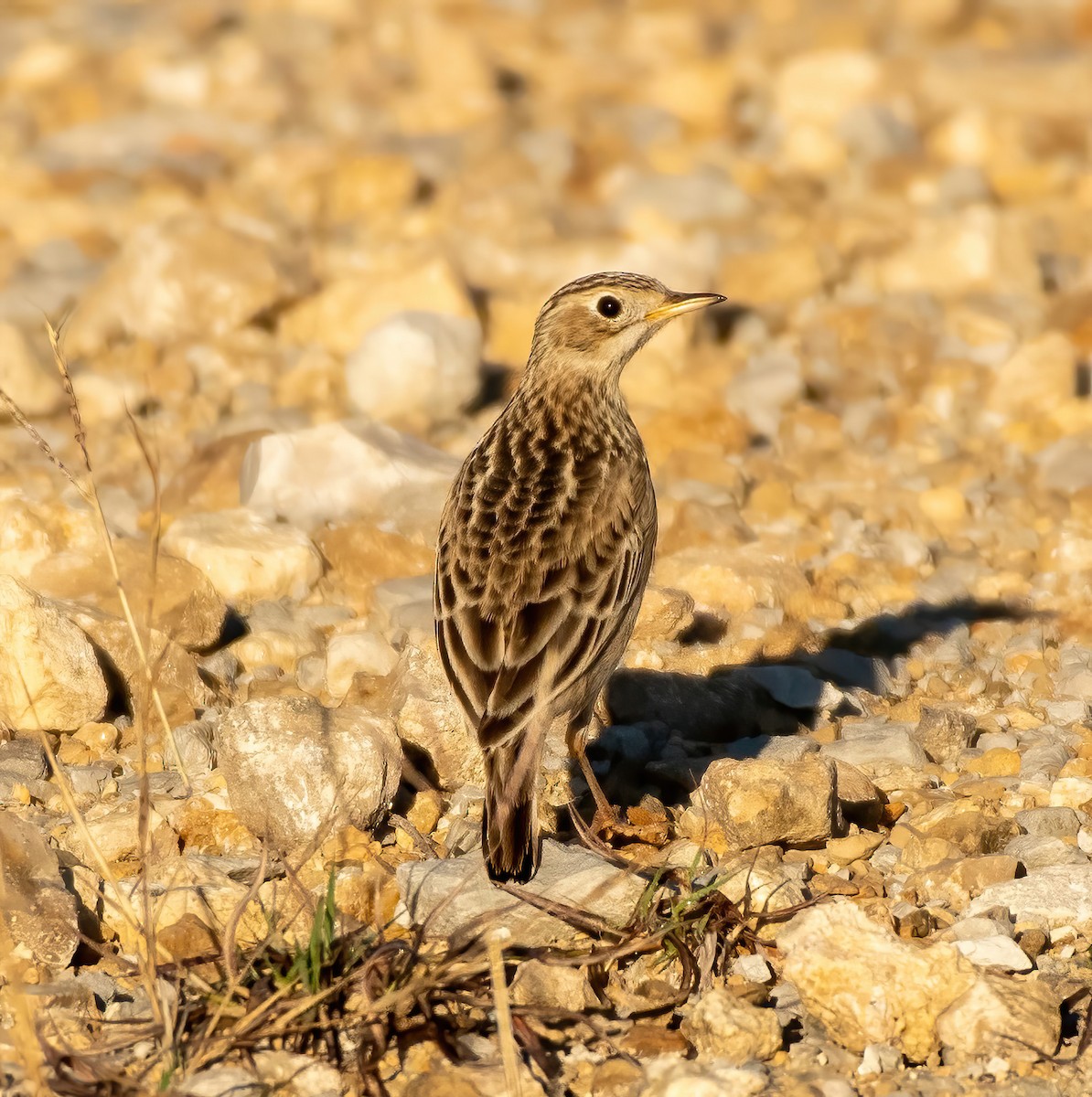 Sprague's Pipit - ML513671751