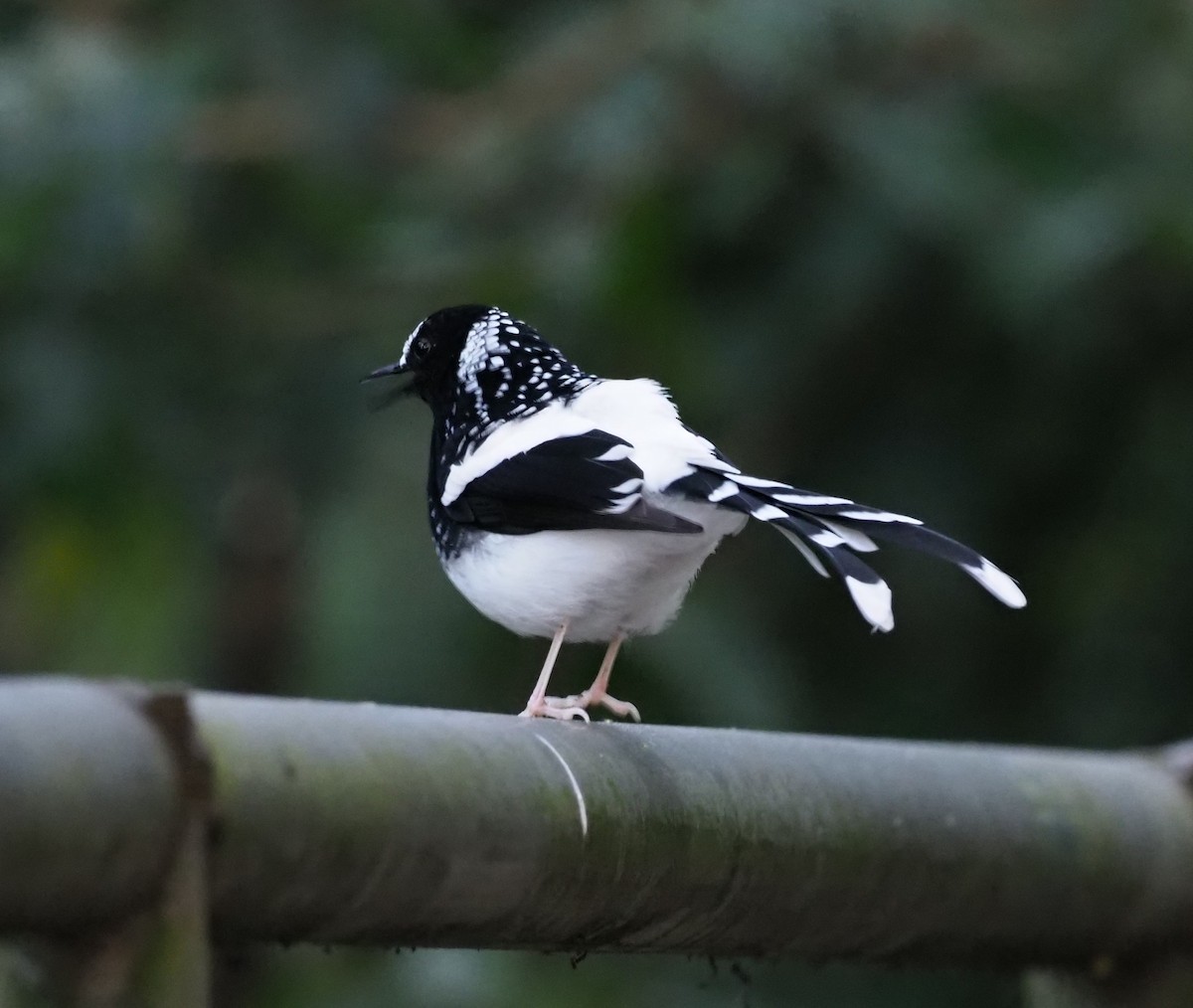 Spotted Forktail - ML513672331