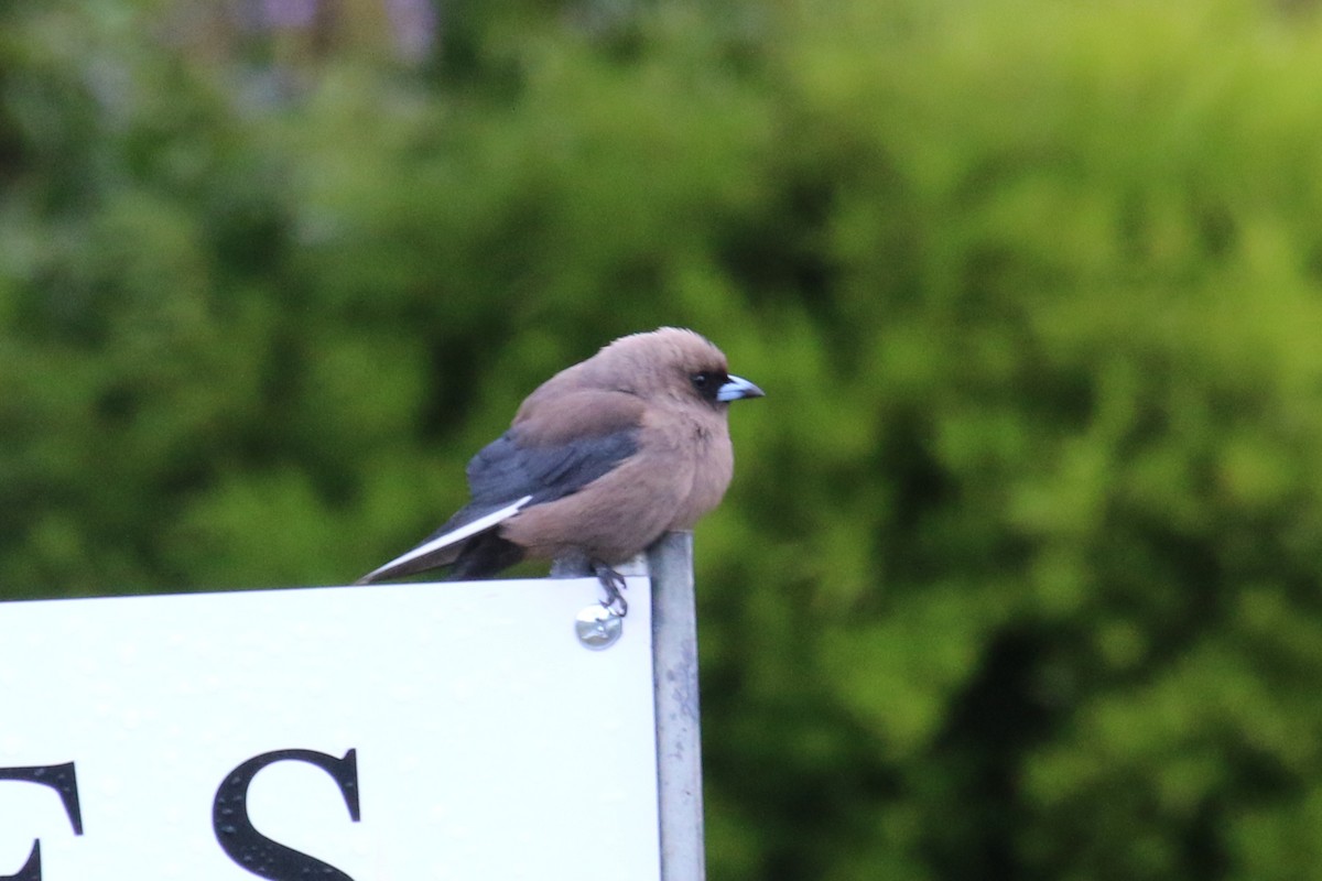 Dusky Woodswallow - ML513672361