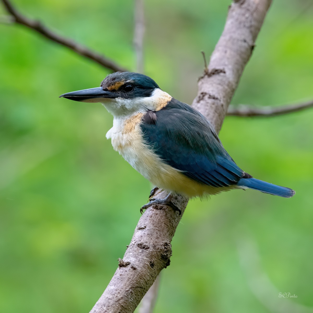 Sacred Kingfisher - ML513672961