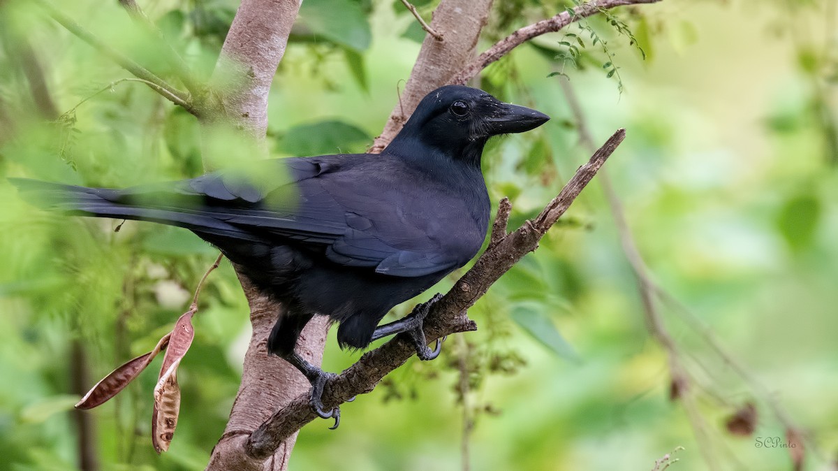 New Caledonian Crow - ML513673031