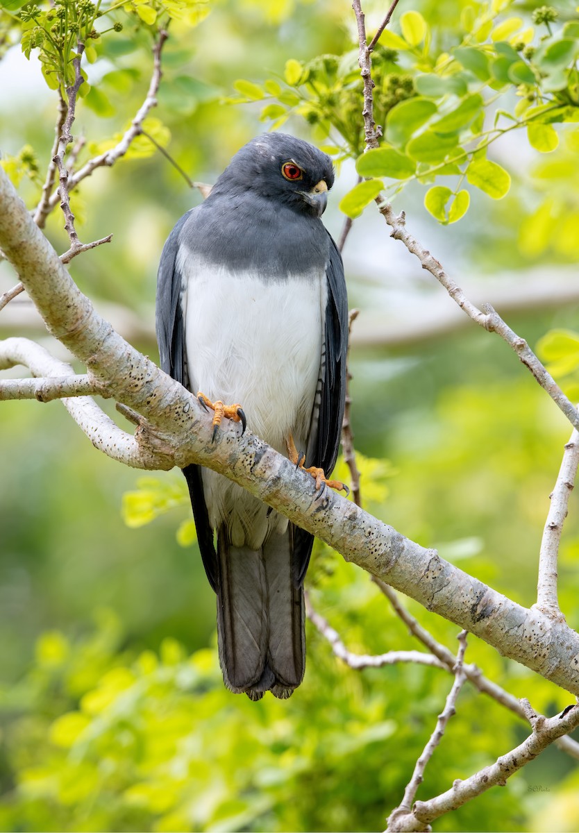 New Caledonian Goshawk - ML513673331