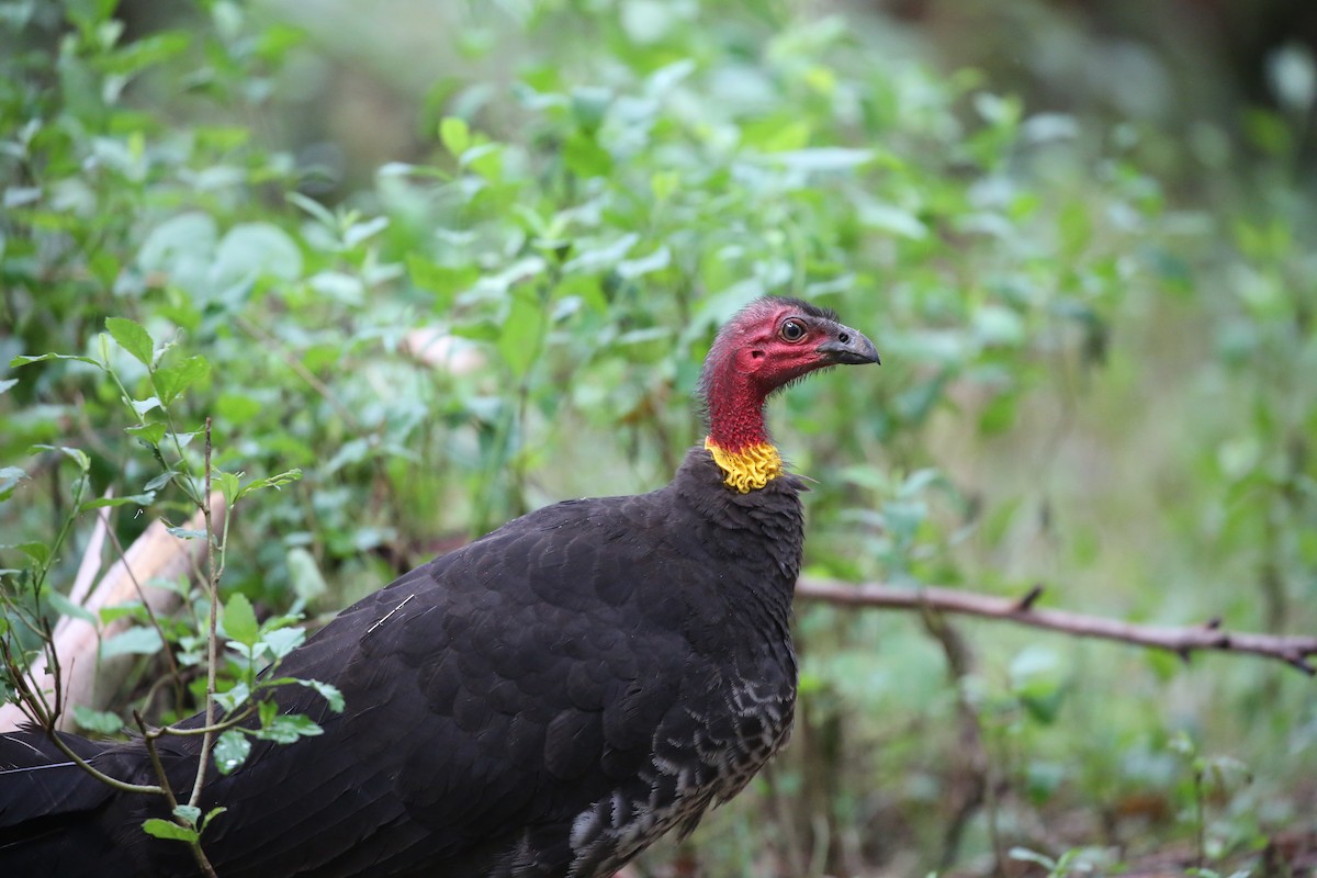 Australian Brushturkey - ML513673351