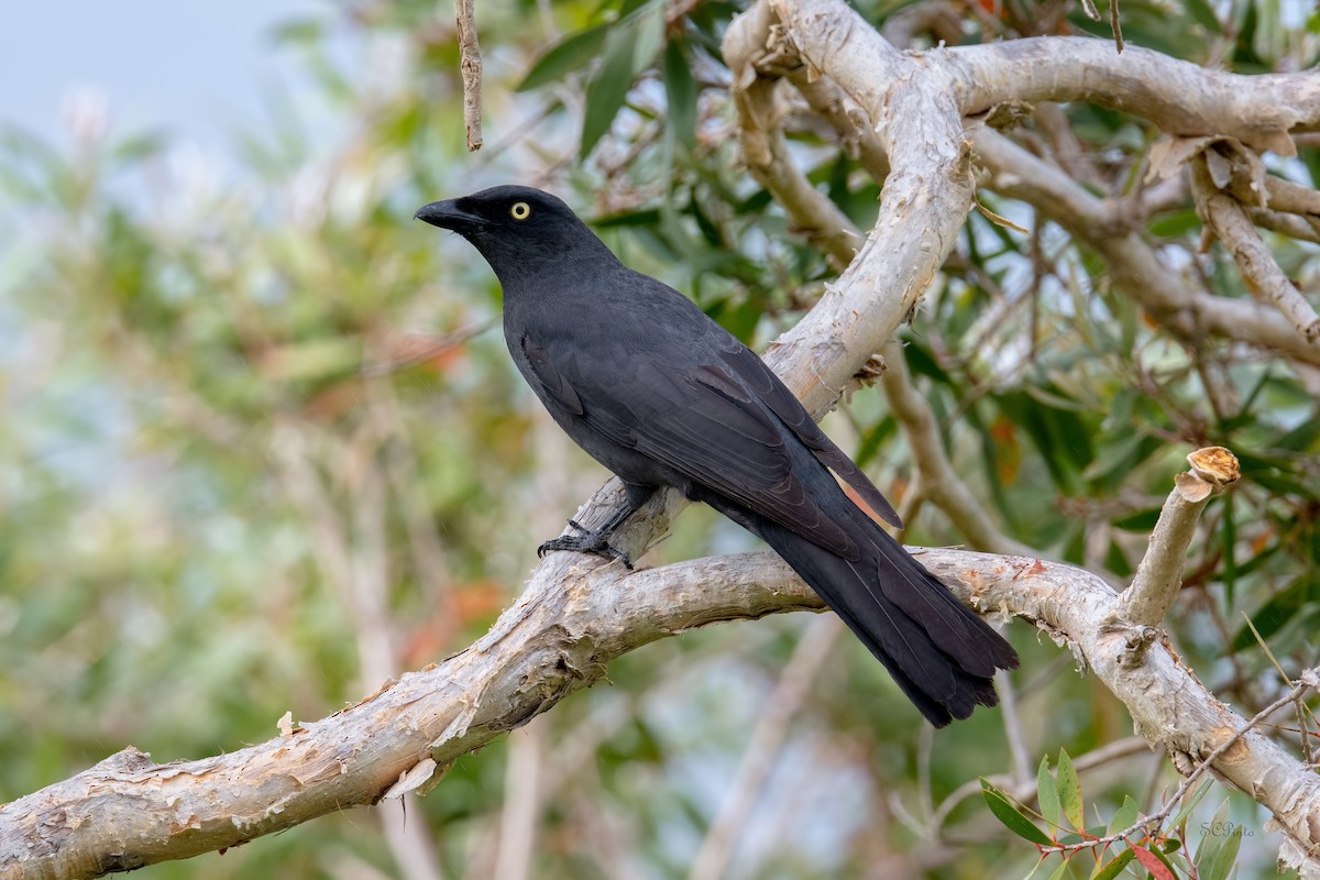 South Melanesian Cuckooshrike - ML513673391