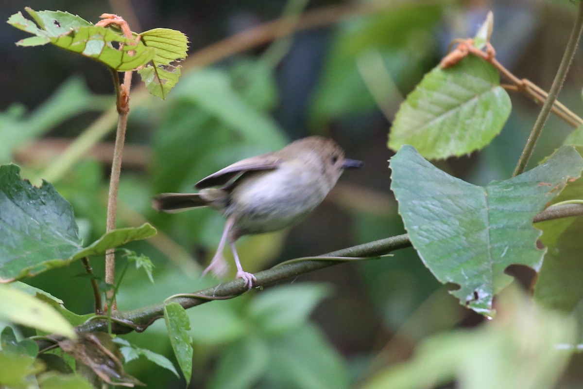 Large-billed Scrubwren - ML513673411