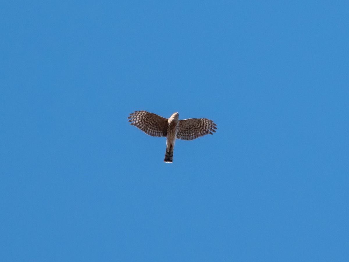 Sharp-shinned Hawk - ML513673591