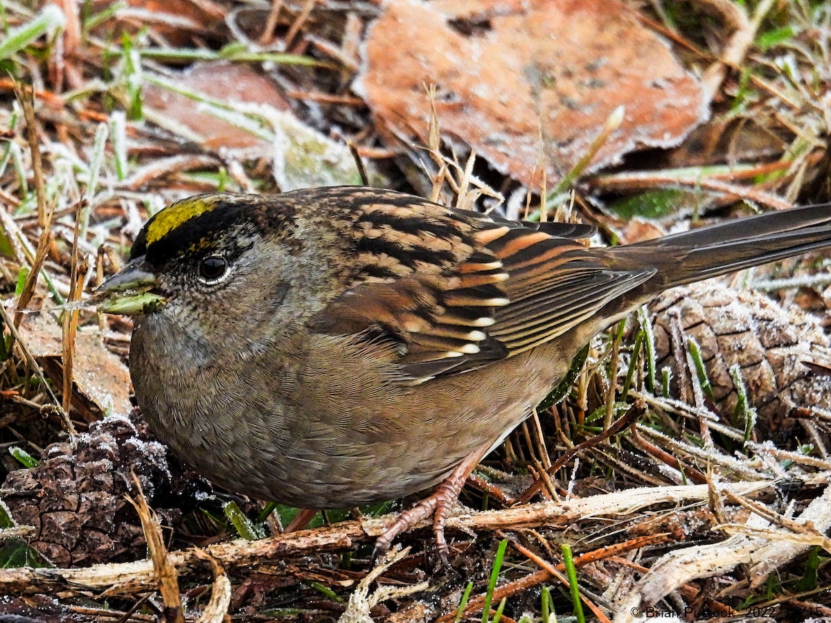Golden-crowned Sparrow - ML513674771