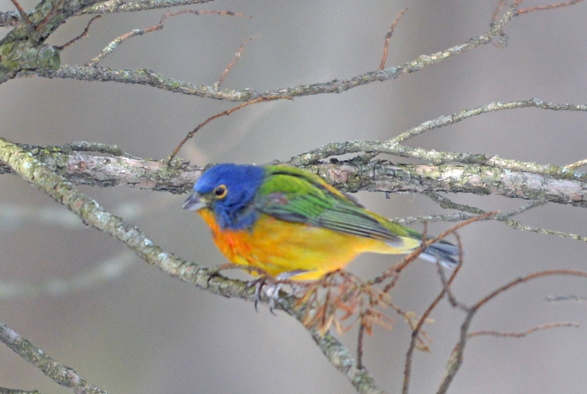 Painted Bunting - ML513677171