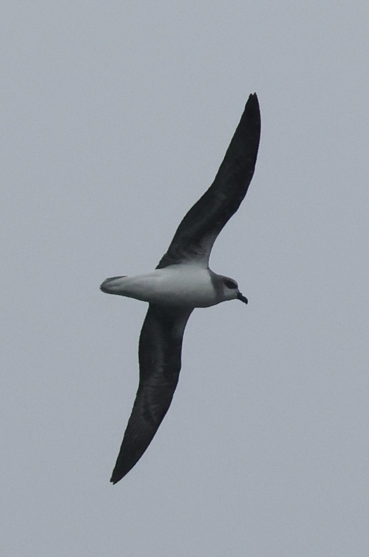 Soft-plumaged Petrel - ML513677631