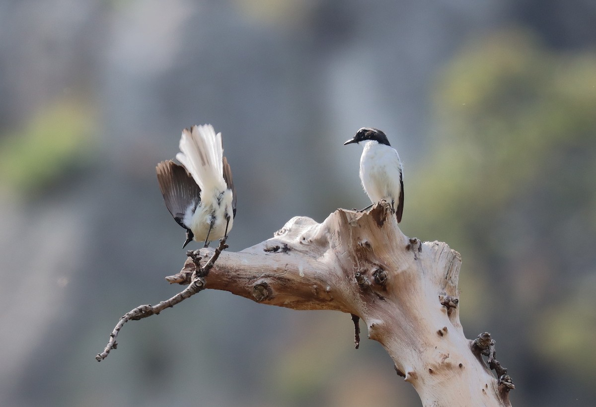 Angola Cave-Chat - Wayne Paes