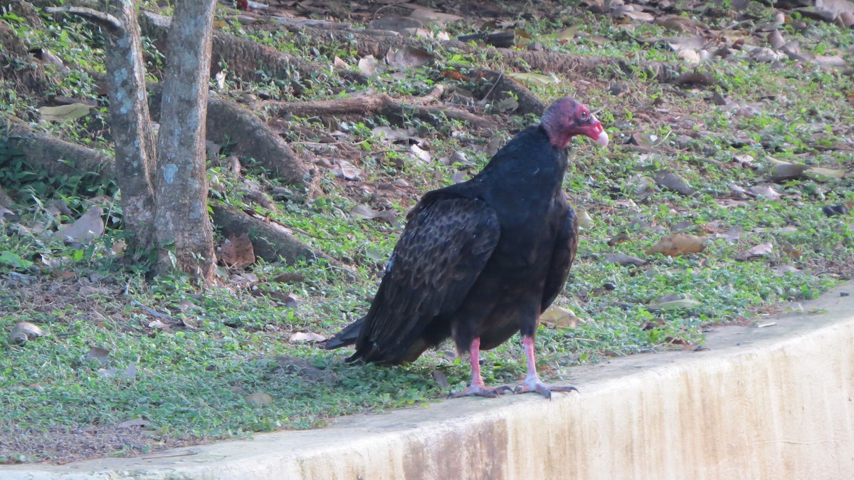 Turkey Vulture - ML513678101