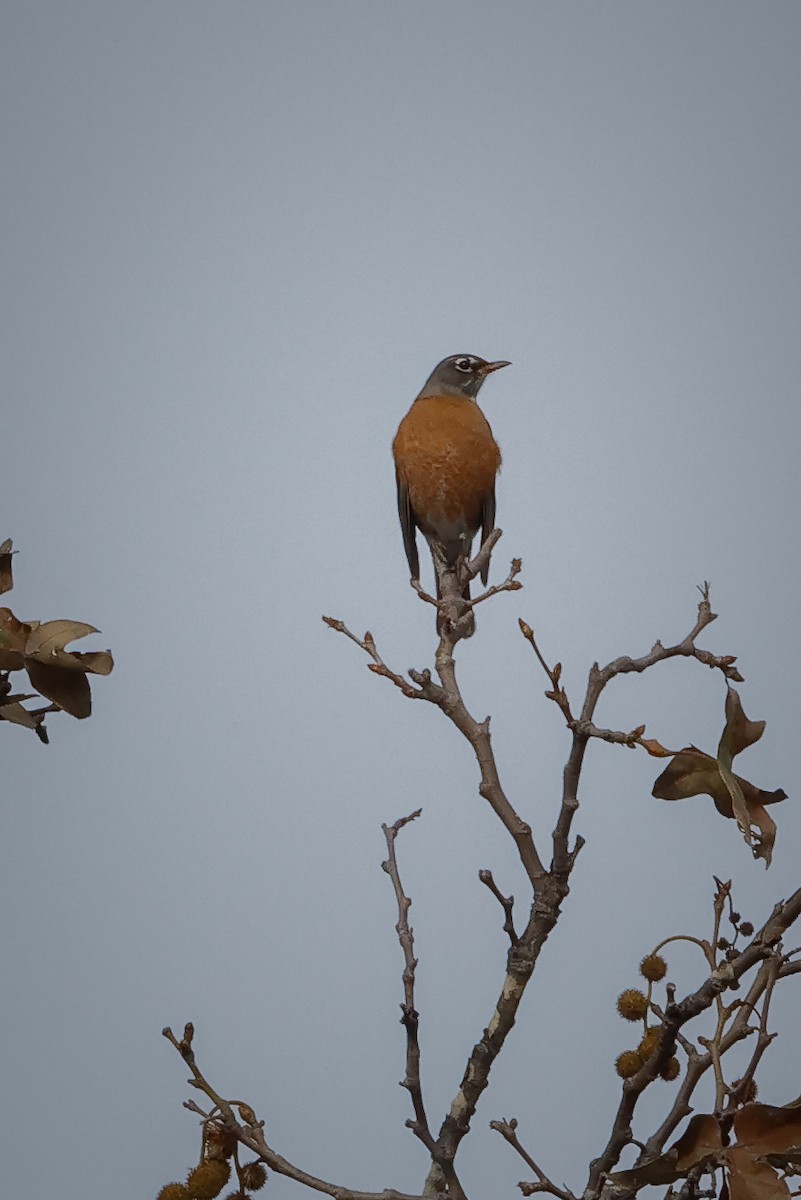 American Robin - ML513680551