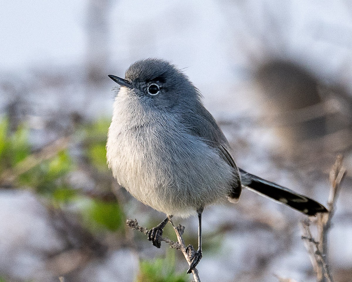 California Gnatcatcher - ML513681021