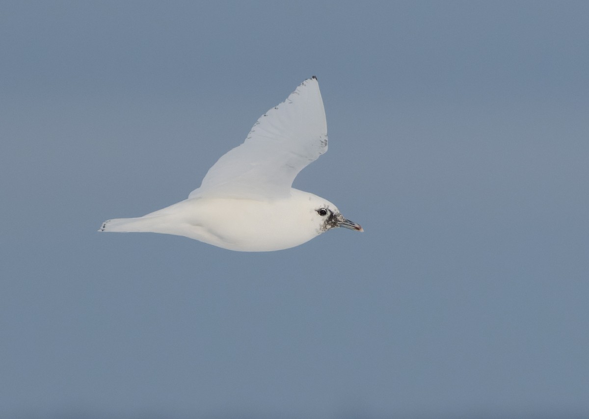 Ivory Gull - ML513681061