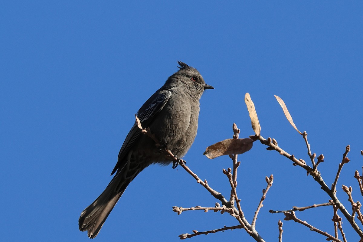 Phainopepla - J Tanner