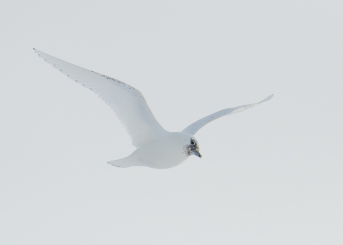 Белая чайка - ML513683011